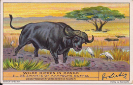 Liebig: Wilde dieren in Kongo - De zwarte of Kaapsche Buffel