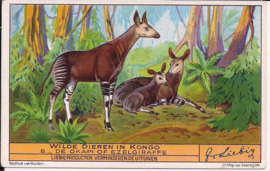 Liebig: Wilde dieren in Kongo - De Okapi of Ezelgiraffe