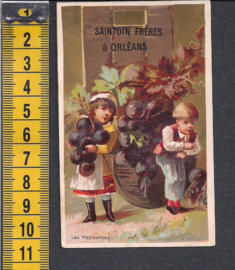 Saintoin Frères - Druiven verzamelen reclame Litho (518)