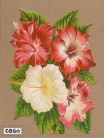 Hibiscus poezieplaatjes 5104