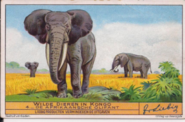 Liebig: Wilde dieren in Kongo - De Afrikaanse Olifant