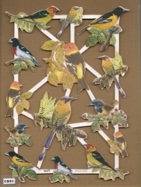 Kleurige vogels poezieplaatjes 571018