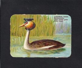 Rechthoekig antiek poezieplaatje Vogel Great crested grebe