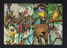 Kruger 99/29 Kleurrijke vogels poezieplaatjes
