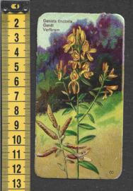 Côte d'Or Poezieplaatje: Nr 60: Verfbrem (tekst voor)