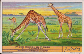 Liebig: Wilde dieren in Kongo - De Giraffe