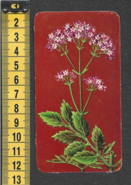 Côte d'Or Poezieplaatje: Nr 4: Valeriana Officinalis (tekst achter)