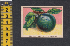 Reine Claude Pruim - Prune Reine Claude ~ Librairie d'education Nationale