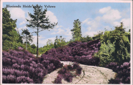 Bloeiende Heide op de Veluwe - oude kaart [15611]