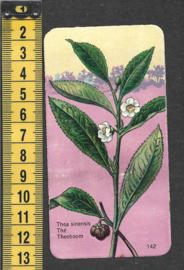 Côte d'Or Poezieplaatje: Nr 142: Theeboom (tekst voor)