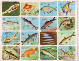 Editions Hemma Serie 39 - Tableau 11 vissen