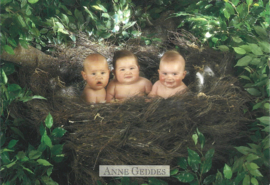 Anne Geddes kaart nr. A250:  Baby Vogels