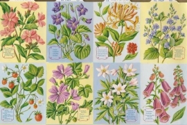 Bloemen met Kamperfoelie poezieplaatjes MLP 1429A