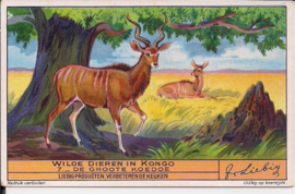 Liebig: Wilde dieren in Kongo - De grootte Koedoe