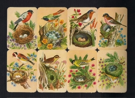 Kruger 99/13 Vogels bij nest poezieplaatjes