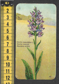 Côte d'Or Poezieplaatje: Nr 48: Gevlekte Orchis (tekst voor)