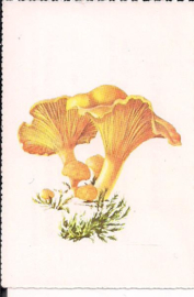 Paddestoelen - Hanekam (Cantharel)