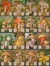 Paddestoelen dubbel vel poezieplaatjes MLP 1436