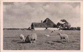 Boerderij op Z.Hoffel - Texel - oude kaart [15079]