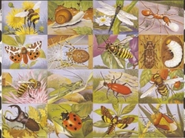 Insecten poezieplaatjes MLP 1470