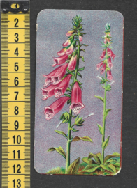 Côte d'Or Poezieplaatje: Nr 3: Digitalis Purpurea (tekst achter)