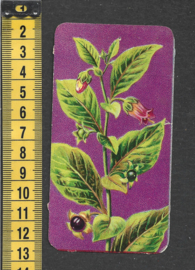 Côte d'Or Poezieplaatje: Nr 2: Atropa Belladonna (tekst achter)