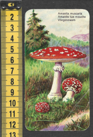 Côte d'Or Poezieplaatje: Nr 75: Vliegenzwam (tekst voor)