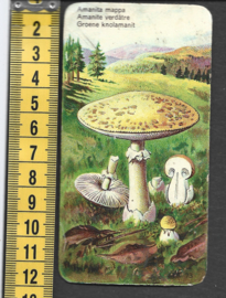 Côte d'Or Poezieplaatje: Nr 73: Groene Knolamanit (tekst voor)