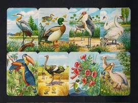 Kruger 99/15 Vogels met Kolibri poezieplaatjes