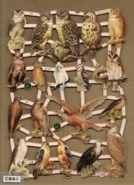Roofvogels en Uilen poezieplaatjes 7333