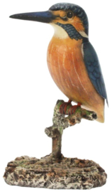 Meander IJsvogel op stam