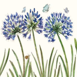 Agapanthus