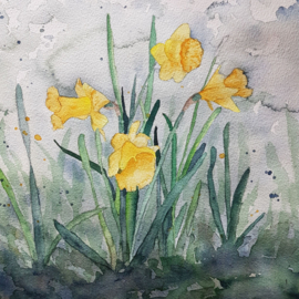 Les aquarel schilderen van narcis: Realtime tutorial video + werkbladen + lijntekening