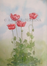 Poppies watercolor painting