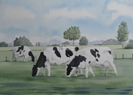 Koeien aquarel schilderij