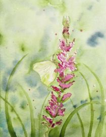 Vlinder aquarel schilderij