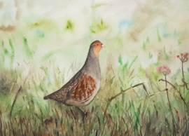 Vogel aquarel schilderijen