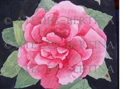 Rose watercolor painting
