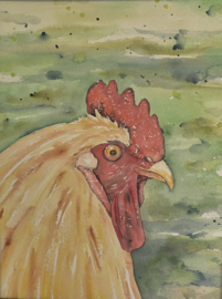 Haan aquarel schilderij