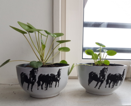 Pannenkoek plant met paarden pot