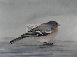 Common chaffinch water color painting