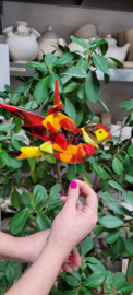 Woensdag 15 juli 2026 Glasfusion vogel. Raalte