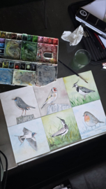 Blauw borstje vogel: Mini aquarel