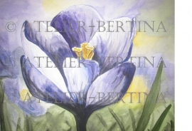 Crocus watercolor painting