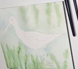 Les vogel kluut aquarel: Realtime proces tutorial video + werkbladen + lijntekening