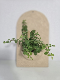 Wandecoratie voor plantje of sfeerlichtje handgemaakt keramiek