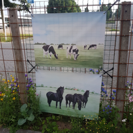 Skûtsje tuinposter