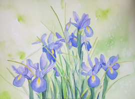 Iris tuinposter
