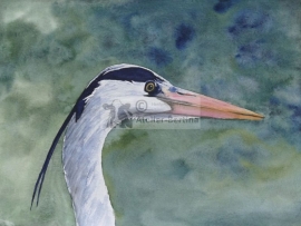 Reiger aquarel schilderij