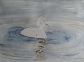 Les schets van een fuut en aquarel schilderen. Stappenplan, werkbladen en lijntekening